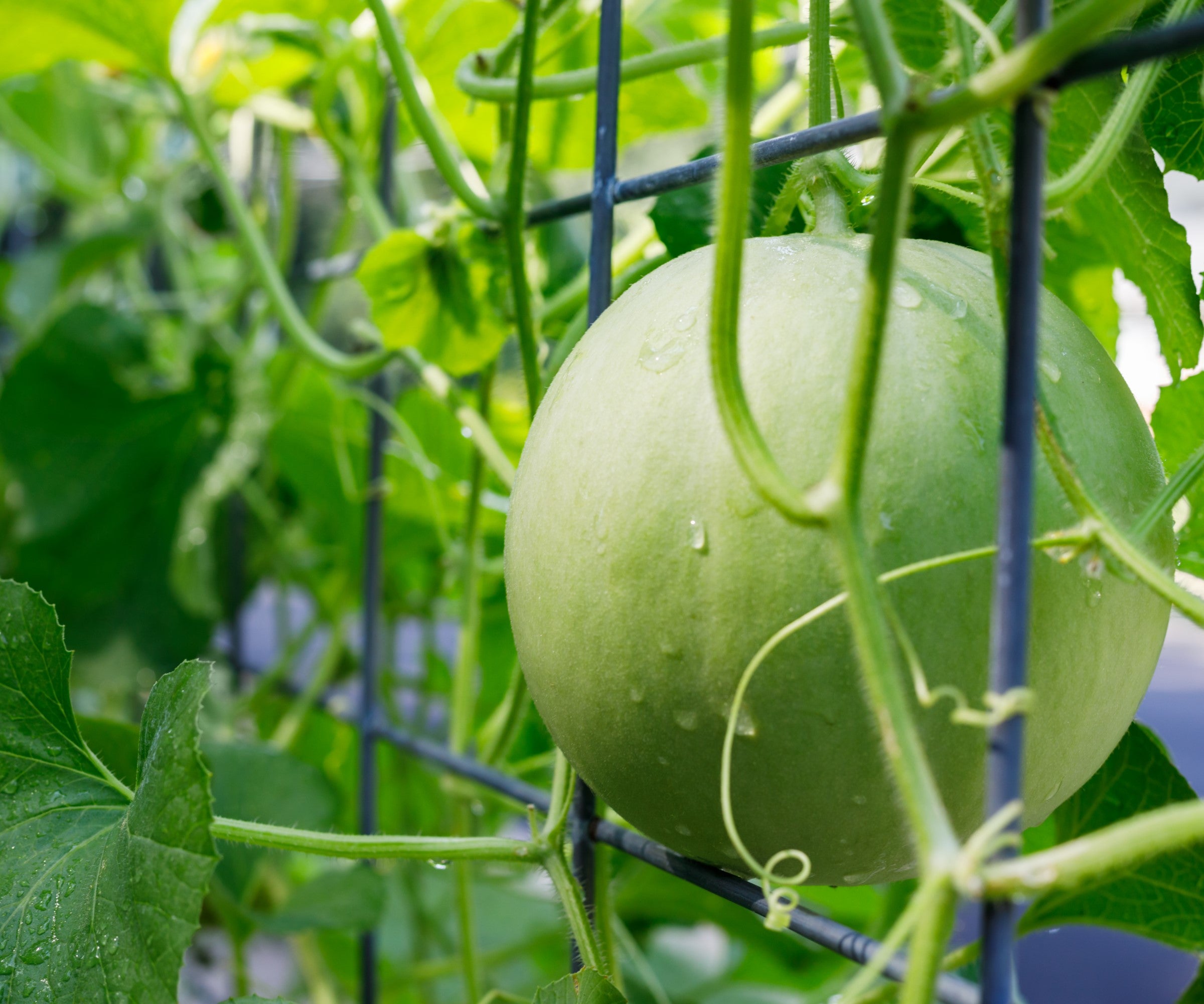 Green Honeydew Melon Seeds for Planting