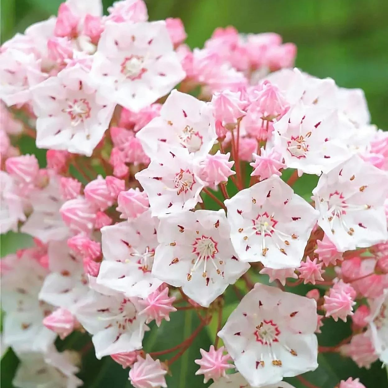 Pink Laurel Seeds for Planting - Elegant Pink Blooms for Garden and Borders
