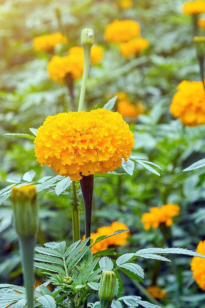 Yellow Marigold Flower seeds for Planting - Hardy Variety, Heirloom & GMO Free Seeds for Home Garden