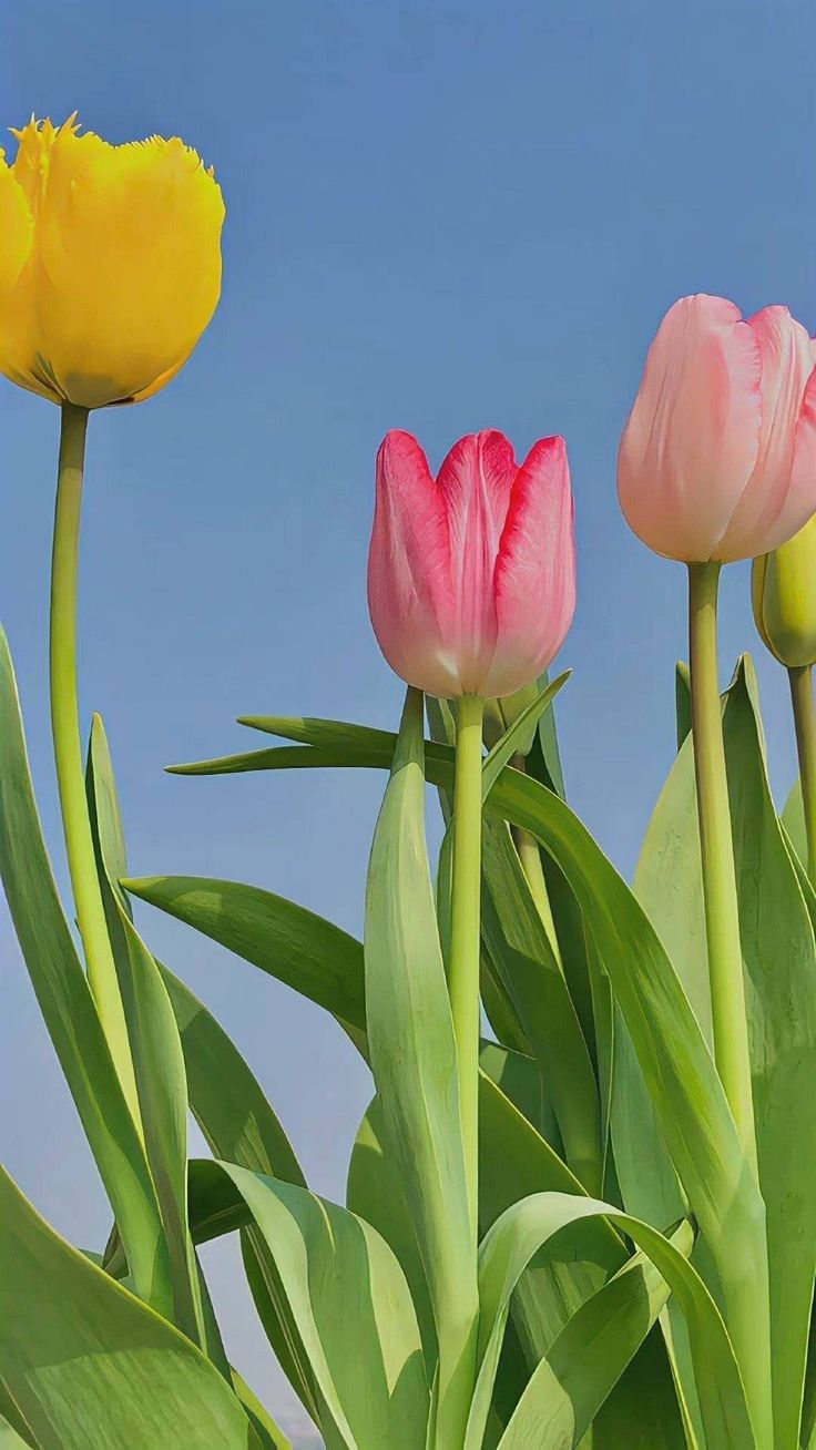 Yellow & Pink Tulip Flower seeds for Planting - Perfect for Borders, Heirloom & GMO Free Seeds for Home Garden