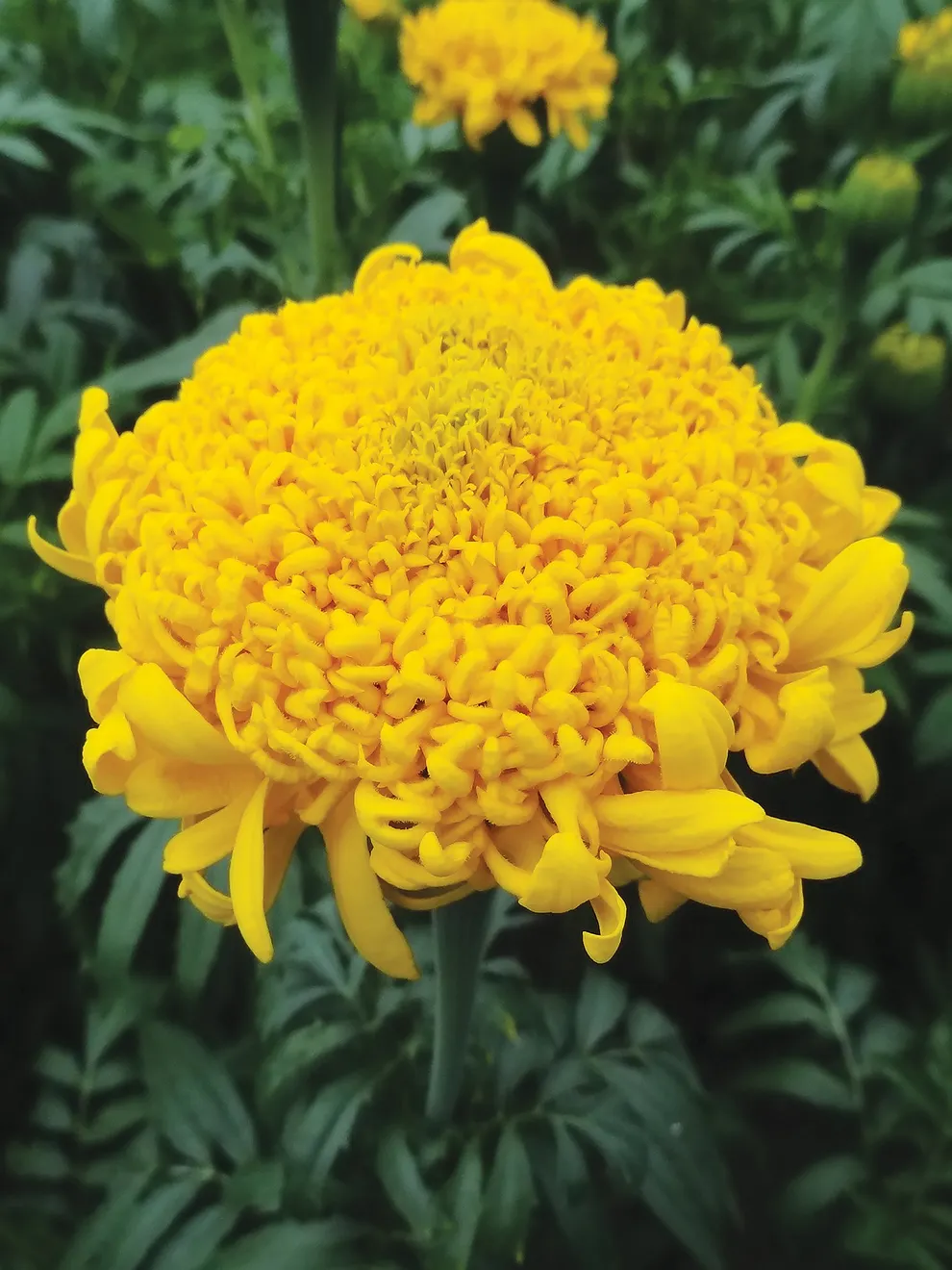 Heirloom Marigold Flower seeds blooming in flower beds, containers, borders, and pollinator-friendly gardens