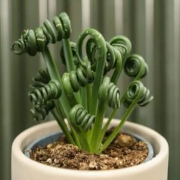 Curly Twisted Flower seeds for Planting - Perfect for Borders, Heirloom & GMO Free Seeds for Home Garden