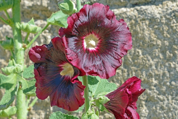 Dark Red Althaea Rosea Flower Seeds for Planting – Heirloom NonGMO Seeds for Your Garden Hardy Variety
Sale