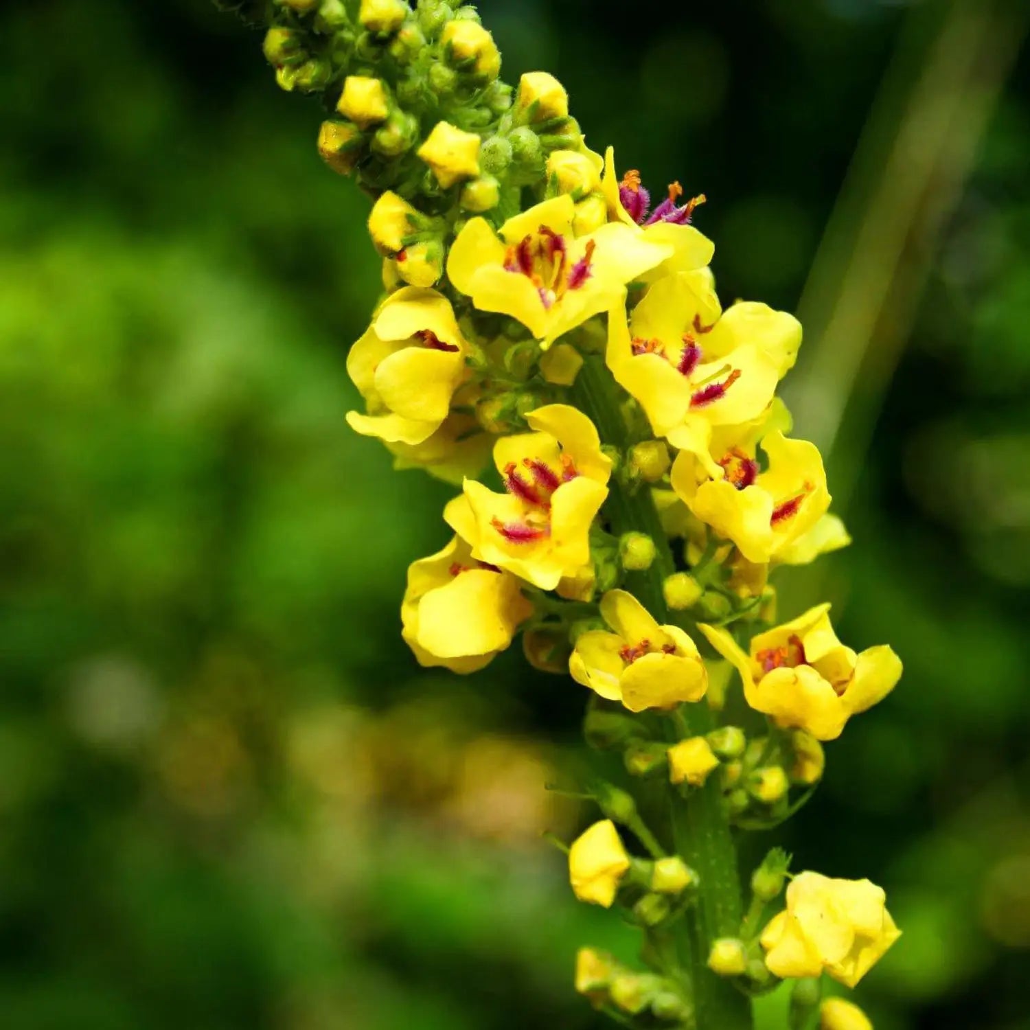Yellow Mullein Flower seeds for Planting - Cut Flower Favorite, Heirloom & GMO Free Seeds for Home Garden