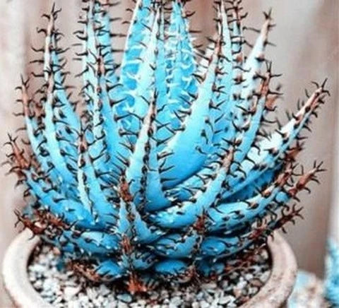 Premium Aloe Vera Seeds Sky Blue, Ideal for Easy Planting