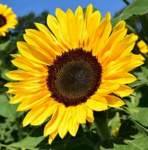 Yellow Helianthus Annus Flower Seeds for planting