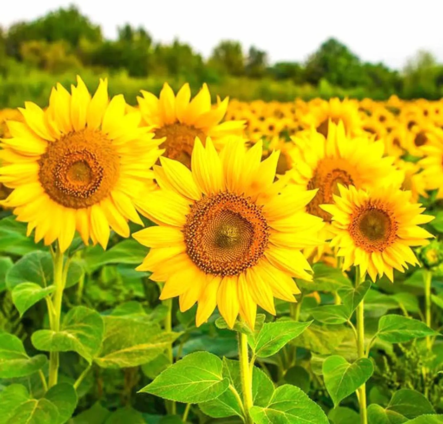 Sunflower Flower seeds for Planting - Bright Blooms, Heirloom & GMO Free Seeds for Home Garden
