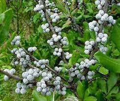 Green Myrica Pennsylvanica Seeds for Planting