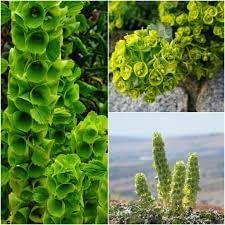 Bells Flower seeds for Planting - Compact Growth, Heirloom & GMO Free Seeds for Home Garden
Sale seeds for home garden