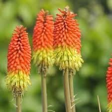 Fresh Caulescens Flower seeds blooming in flower beds, containers, borders, and pollinator-friendly gardens