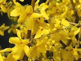Forsythia Flower seeds blooming in flower beds, containers, borders, and pollinator-friendly gardens