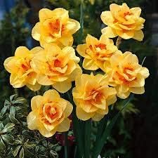Yellow Red Daffodil Seeds, Heirloom Non-GMO Pollinator-Friendly Flowers for Garden Planting
Sale seeds for home garden