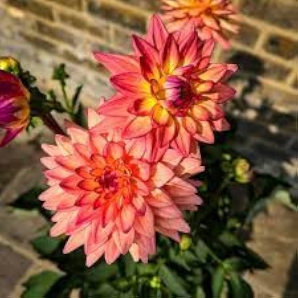 Dahlia Flowers Mini Bonsai Seeds HausGarden