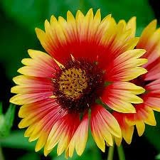 Heirloom Blanket Flower seeds blooming in flower beds, containers, borders, and pollinator-friendly gardens