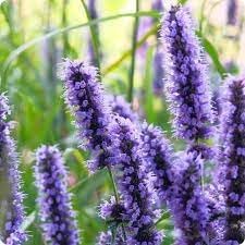Heirloom Hyssop Flower seeds blooming in flower beds, containers, borders, and pollinator-friendly gardens