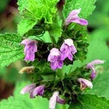 Ballota Nigra Flower seeds for Planting - Shade Tolerant, Heirloom & GMO Free Seeds for Home Garden
Sale for planting in home garden.