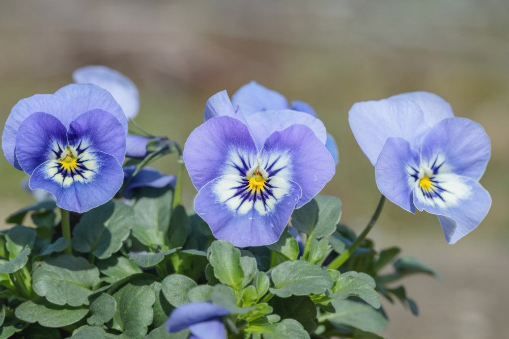 White Blue Pansy Flower Seeds for Planting Shade Tolerant Heirloom & GMO Free Seeds for Home Garden
Sale