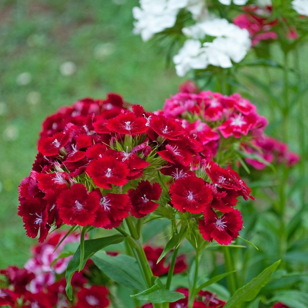 Burgundy Dianthus Flower seeds for Planting - Cut Flower Favorite, Heirloom & GMO Free Seeds for Home Garden
Sale