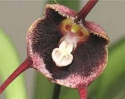 Red Monkey Face Flower seeds for Planting - Premium Quality, Heirloom & GMO Free Seeds for Home Garden
Sale for planting in home garden.