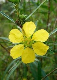 Sinicuichi Flower seeds for Planting - Hardy Variety, Heirloom & GMO Free Seeds for Home Garden
Sale for planting in home garden.