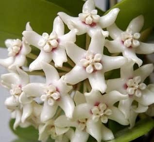Hoya White Flower seeds blooming in flower beds, containers, borders, and pollinator-friendly gardens