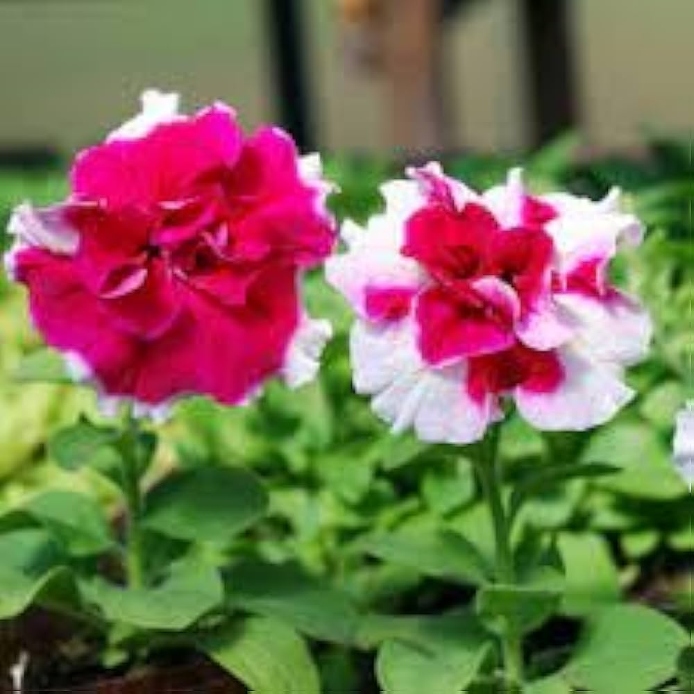 Tritunia Rose Star Seeds for Stunning Rose-Colored Petunias