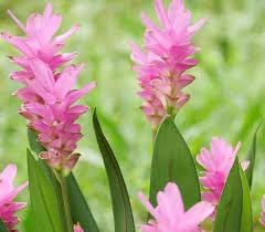 Curcuma Flower seeds for Planting - Seasonal Bloomer, Heirloom & GMO Free Seeds for Home Garden
Sale for planting in home garden.