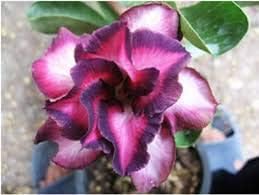 Adenium Flower Seeds for Planting, Heirloom Non-GMO, High Germination Organic Garden Seeds
Sale seeds for home garden