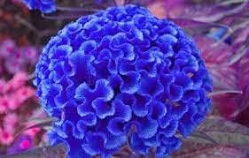 Blue Cockscomb Flower seeds for Planting - Drought Tolerant, Heirloom & GMO Free Seeds for Home Garden
Sale seeds for home garden