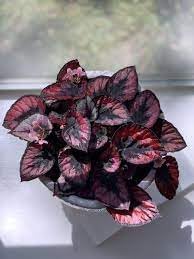 Fresh Coleus Flower seeds with vibrant ornamental foliage for shaded gardens, containers, and landscape borders