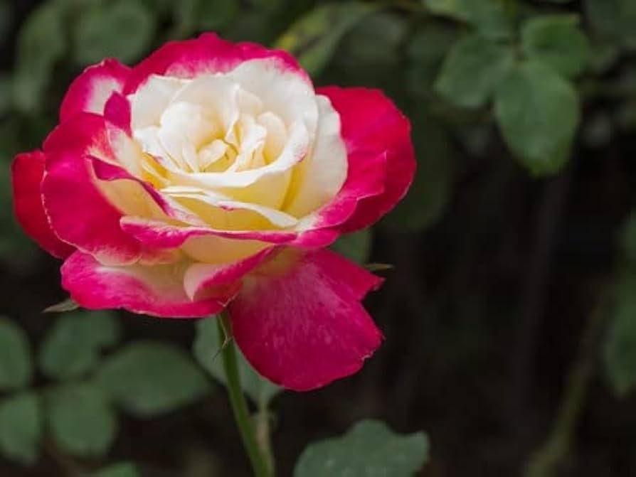 Rose Rosa Species Seeds for Planting - Elegant Blooms for Flower Bed & Home Garden