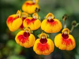 Calceolaria Uniflora Flower seeds for Planting - Cut Flower Favorite, Heirloom & GMO Free Seeds for Home Garden
Sale seeds for home garden