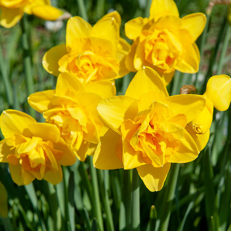 Yellow Double Narcissus Flower Seeds for Planting Sun Loving Heirloom & GMO Free Seeds for Home Garden
Sale