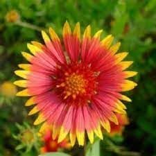 Heirloom Gaillardia Flower seeds for Planting Cottage Garden Essential Heirloom & GMO Free Seeds for Home Garden
Sale for planting in home garden