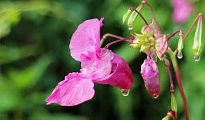 Pink Balsam Flower seeds for Planting Home Garden Favorite Heirloom & GMO Free Seeds For Home Garden
Sale for planting in home garden