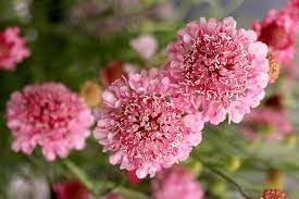 Pincushion Flower seeds blooming in flower beds, containers, borders, and pollinator-friendly gardens