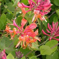 Honeysuckle Flower seeds for Planting - Long Bloom Season, Heirloom & GMO Free Seeds for Home Garden
Sale seeds for home garden