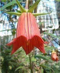 Canarina Flower seeds for Planting - Wildflower Mix, Heirloom & GMO Free Seeds for Home Garden
Sale seeds for home garden