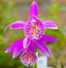 Tongariro Hardy Flower seeds for Planting - Perfect for Borders, Heirloom & GMO Free Seeds for Home Garden
Sale seeds for planting in home garden