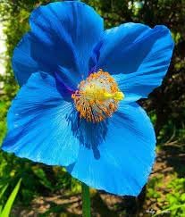 Himalayan Flower seeds blooming in flower beds, containers, borders, and pollinator-friendly gardens