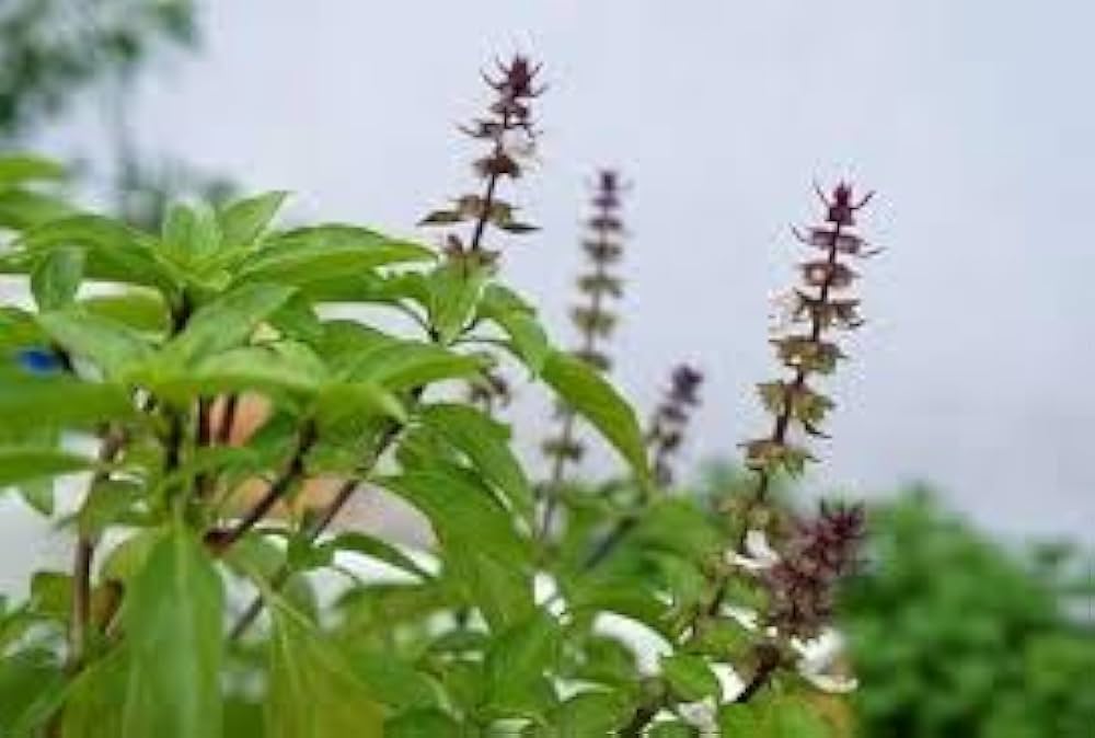 Holy Basil Seeds Ocimum tenuiflorum for Planting in Herb Bed and Balcony Pots