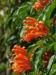Creeper Flower seeds for Planting - Fragrant Blossoms, Heirloom & GMO Free Seeds for Home Garden
Sale seeds for home garden