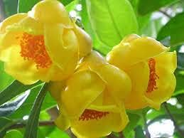 Golden Camellia Flower seeds for Planting - Seasonal Bloomer, Heirloom & GMO Free Seeds for Home Garden
Sale seeds for home garden