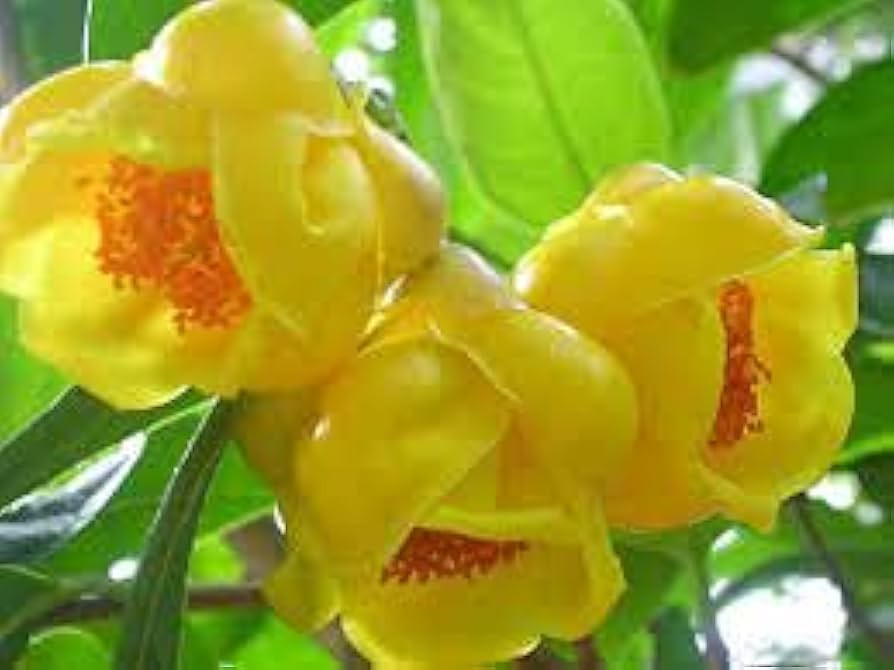 Golden Camellia Camellia spp. Seeds for Planting in Garden & Flower Bed