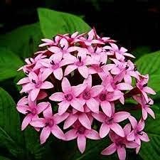 Pentas Lanceolata Flower seeds for Planting - Cut Flower Favorite, Heirloom & GMO Free Seeds for Home Garden
Sale seeds for home garden