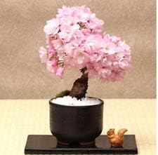 Light Pink Mini Violet Flower Seeds for Planting Seasonal Bloomer Heirloom & GMO Free Seeds for Home Garden
Sale for planting in home garden