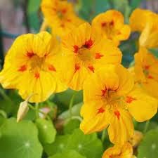 Maroon Gloxinia Flower Seeds for Planting Vibrant Colors Heirloom & GMO Free Seeds for Home Garden
Sale for planting in home garden