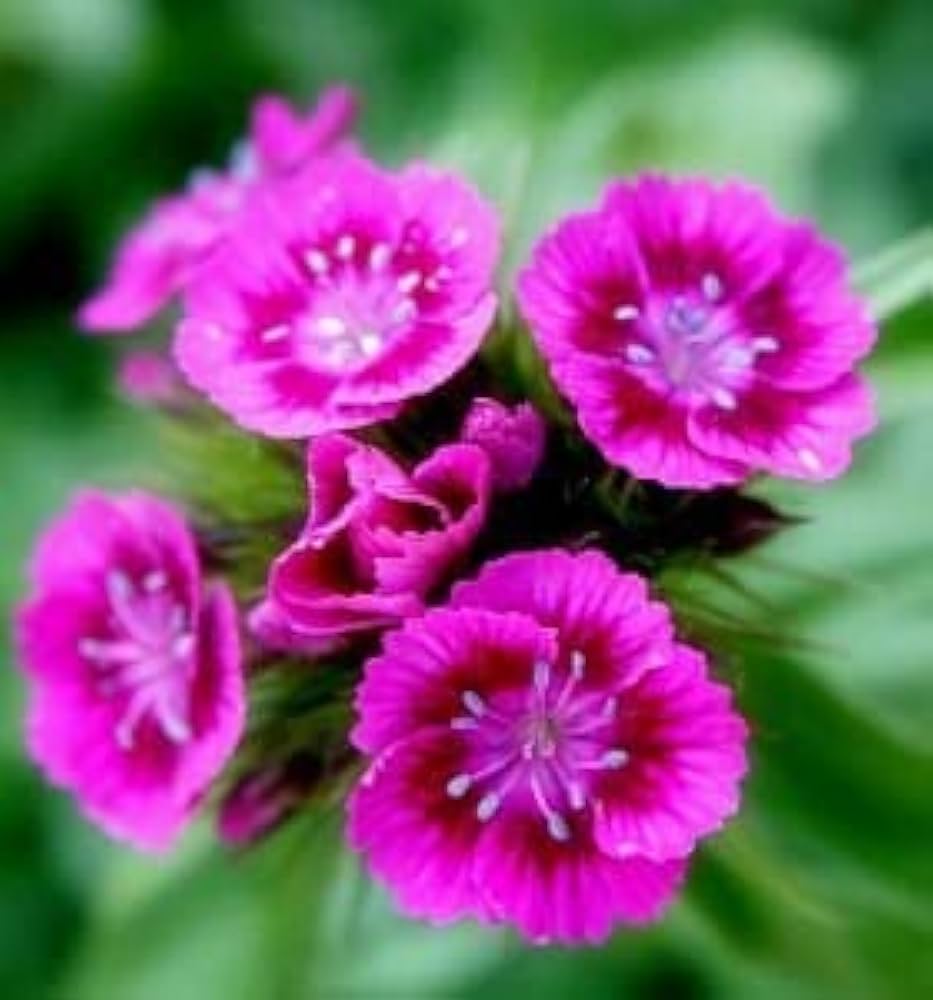 Pink William Flower seeds blooming in flower beds, containers, borders, and pollinator-friendly gardens