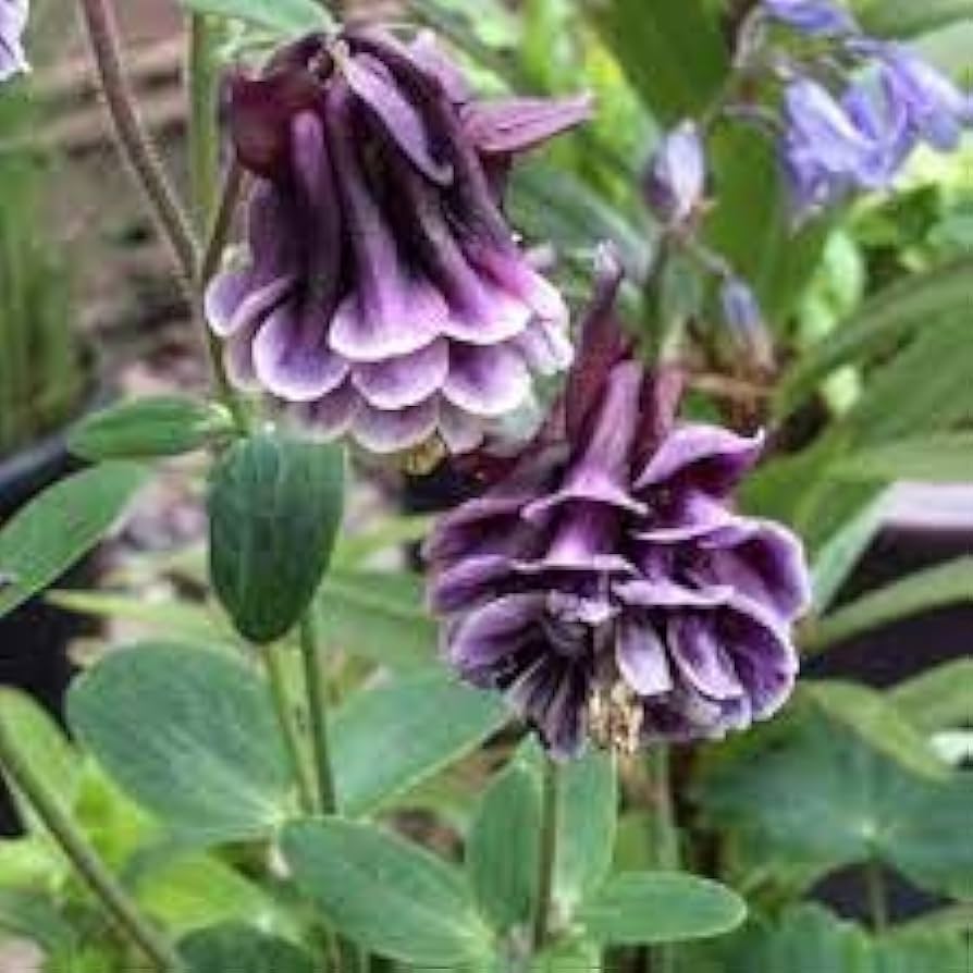 Aquilegia Seeds for Planting home garden flower bed