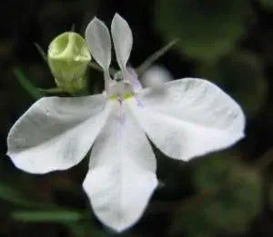 Lobelia Regatta White Seeds for Elegant White Blooms